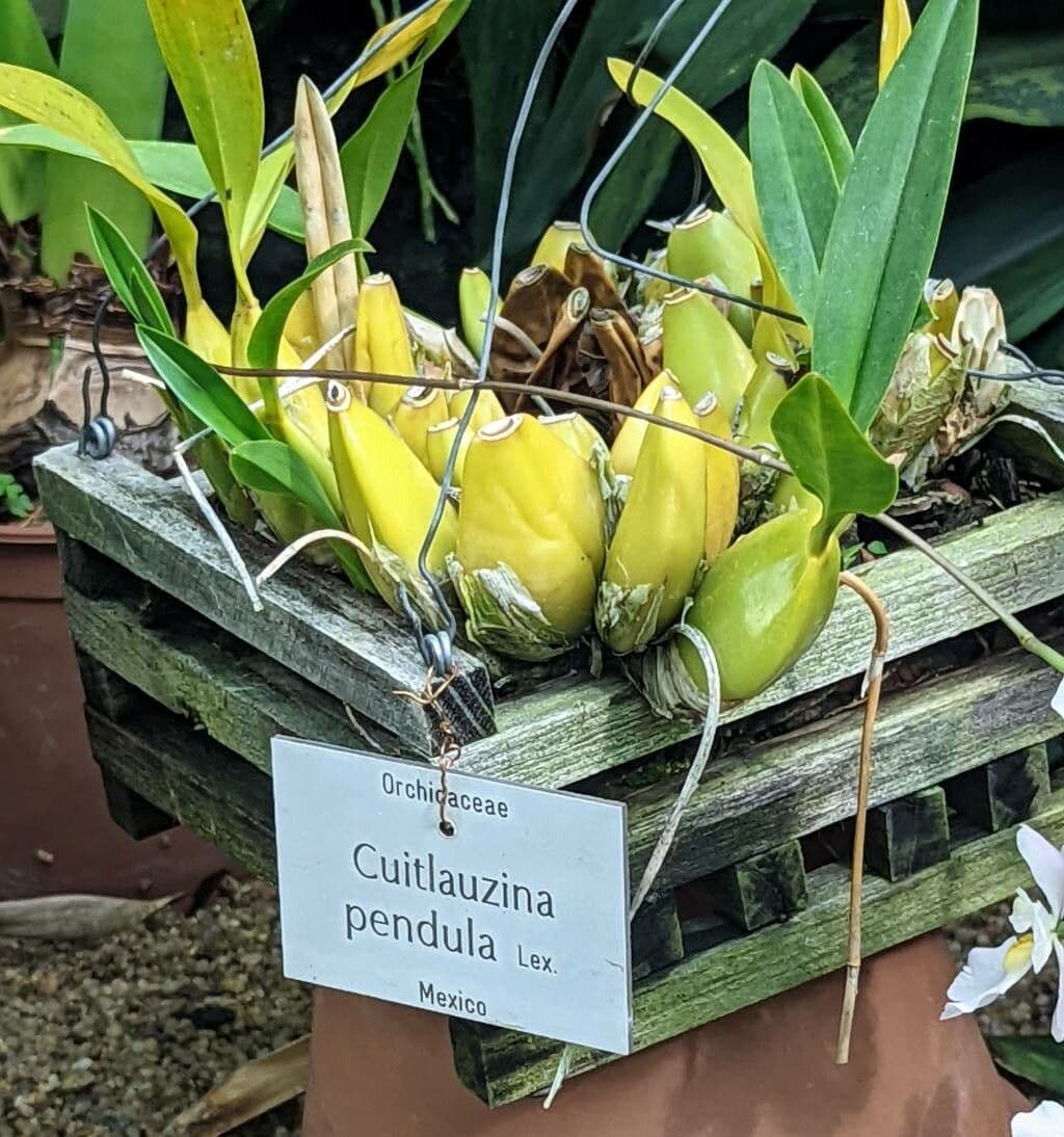 Orchidea 4