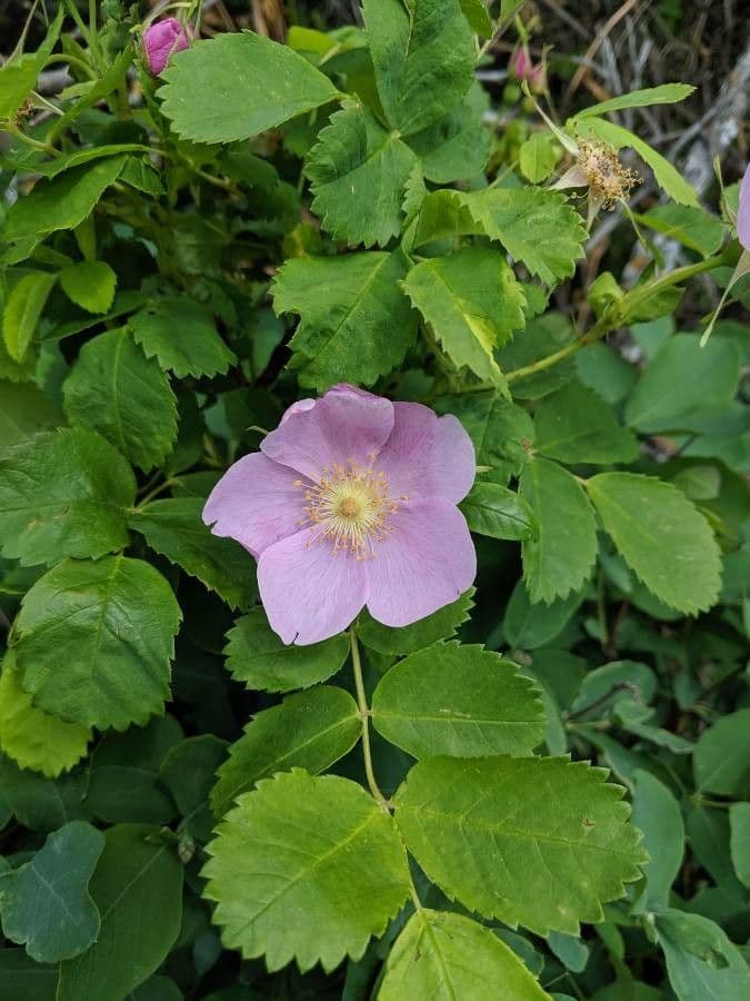 Prärie-Rose 6