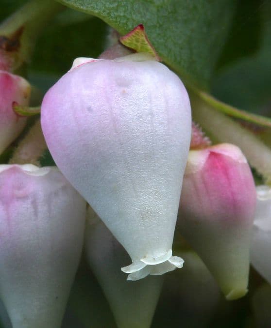 Albari 5