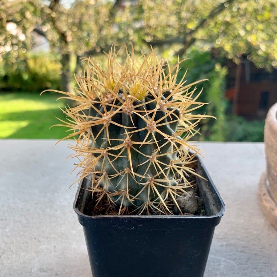 Ferocactus 8