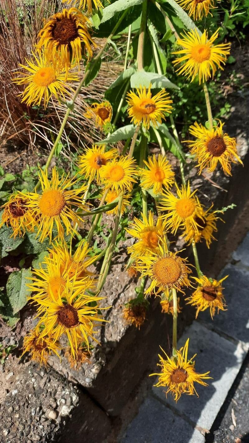 Inula