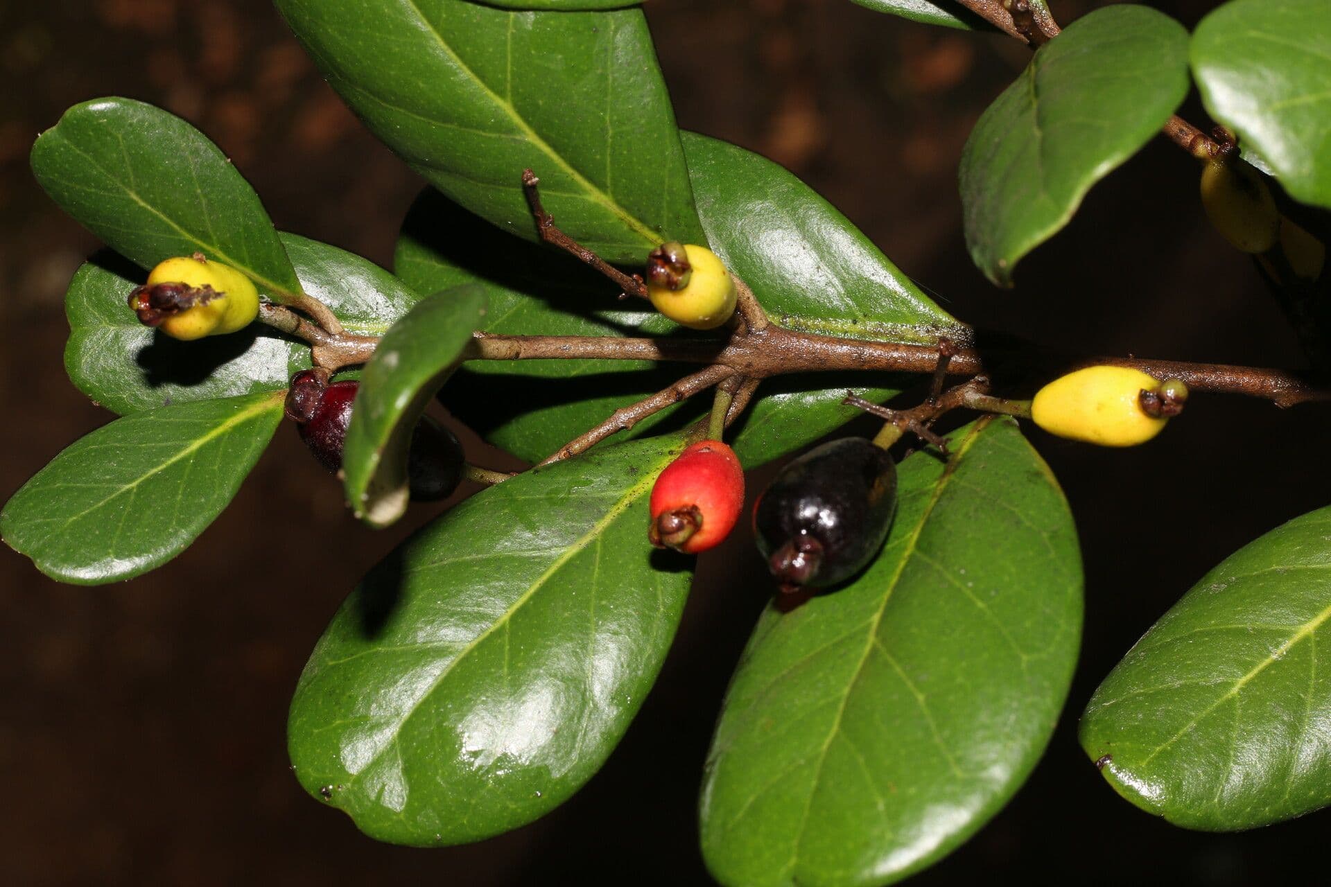 Eugenia 5