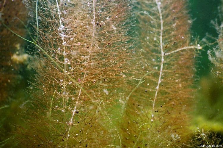 Utricularia 9