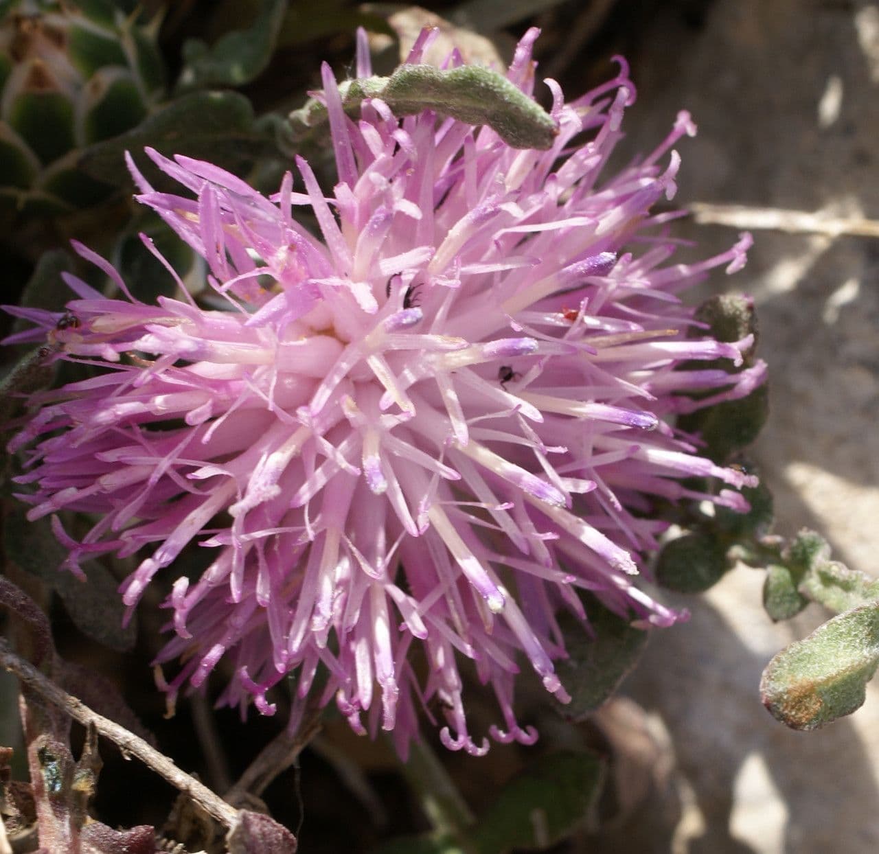 Centaurée 6