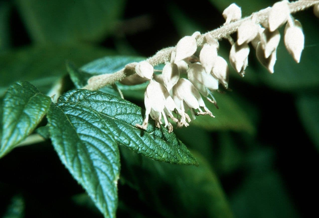 Clethra 8