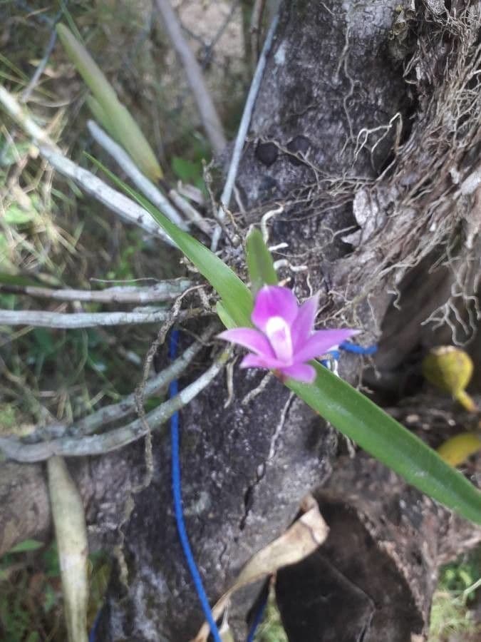 Dimerandra emarginata 6