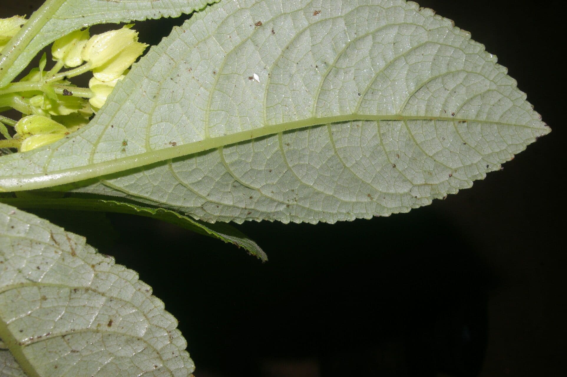 Chrysothemis 7