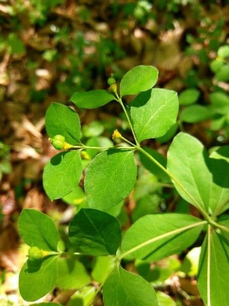 Lechetrezna de Carniola