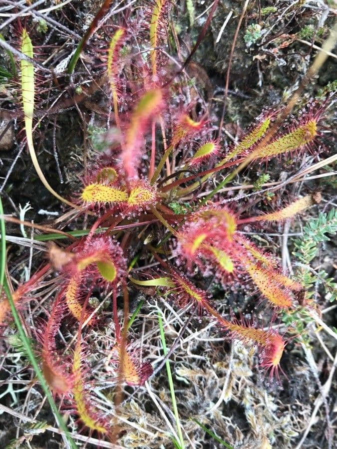 Drosera anglica 16