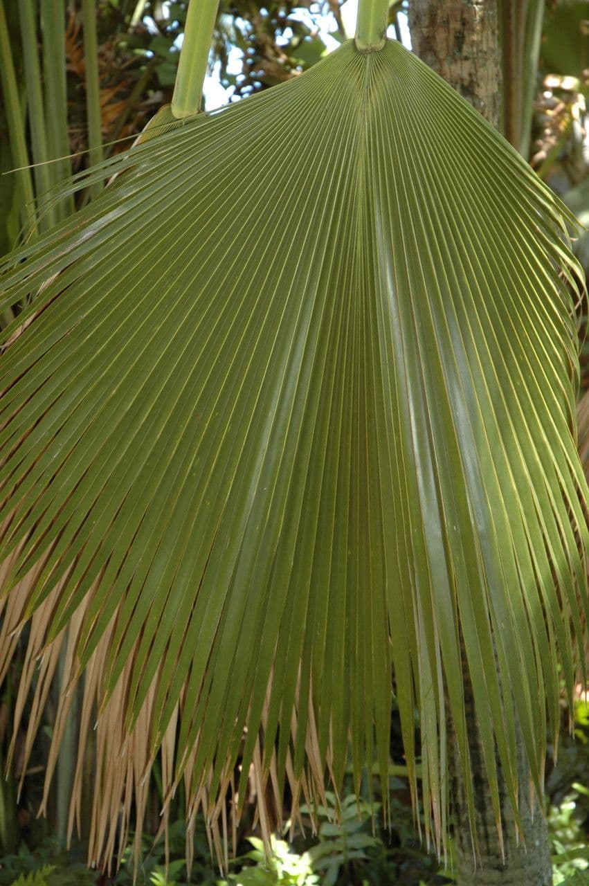 Pritchardia 3
