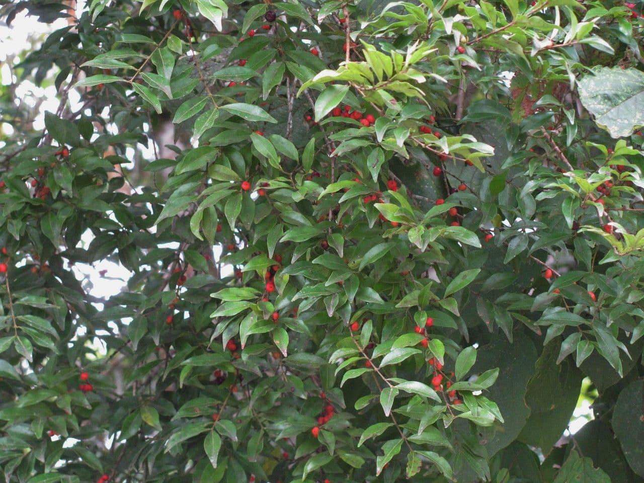 Eugenia 2