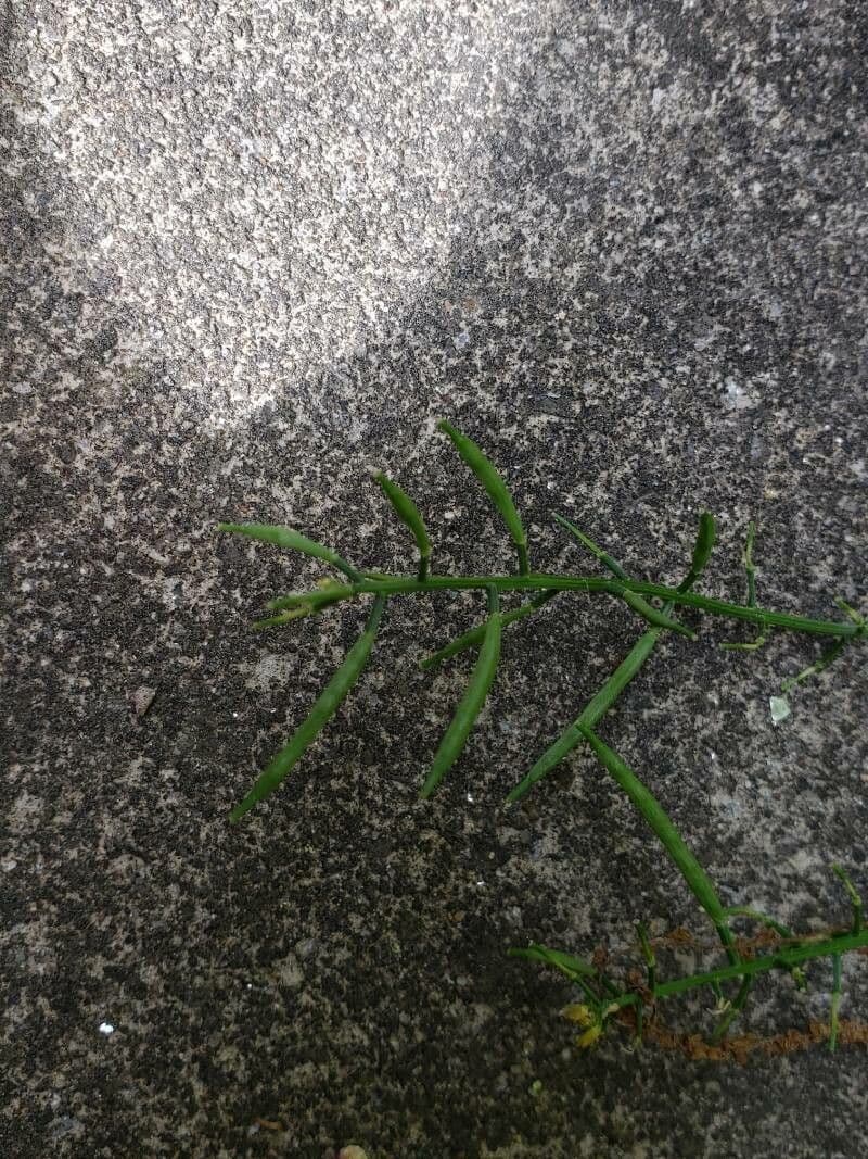 Barbarée droite