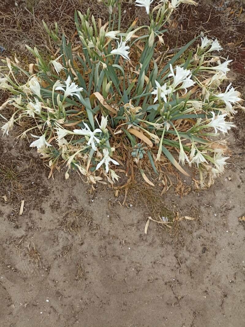 Pankracjum nadmorskie 22