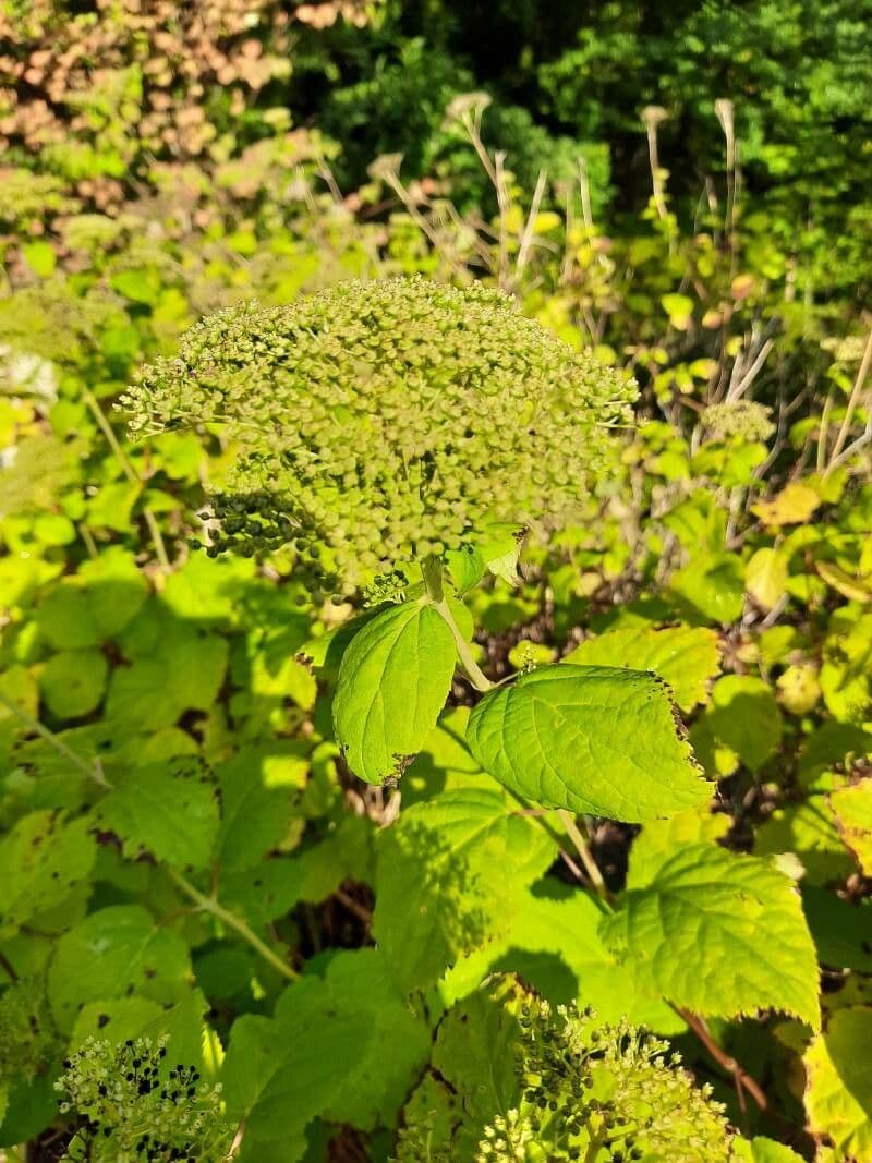 Hortenzie latnatá 2