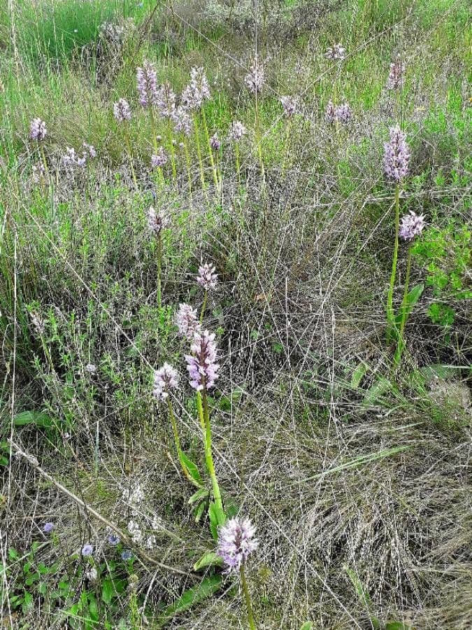 Orchide scimmia 7