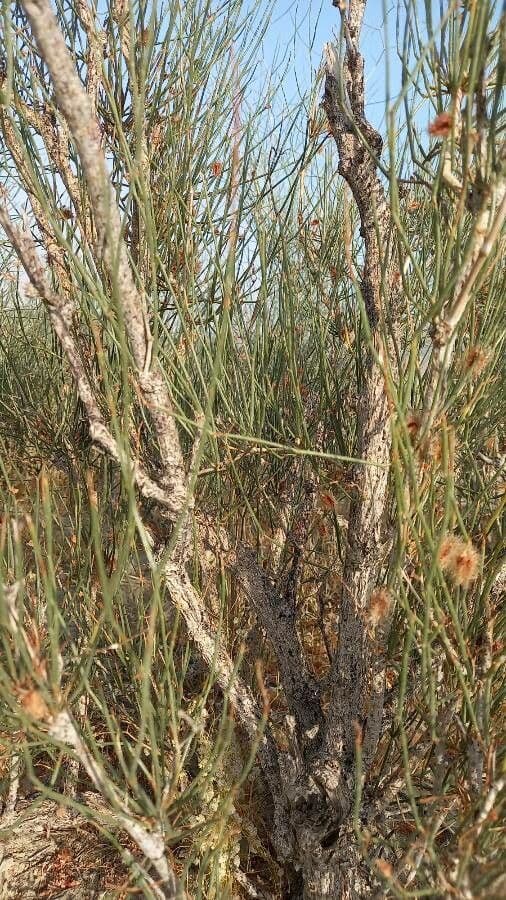 Calligonum 4