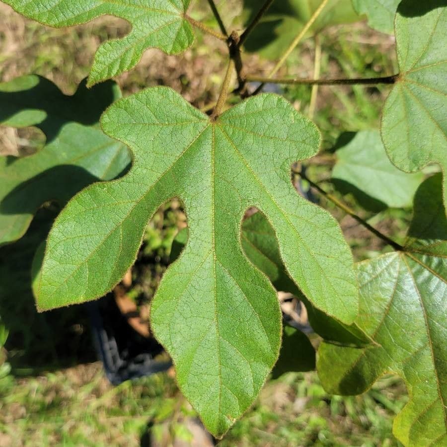 Brachychiton klonolistny 16