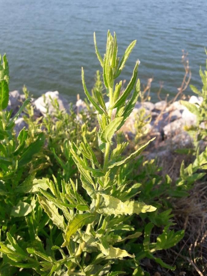 Verbena estricta 19