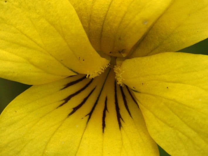 Viola di Baker 5