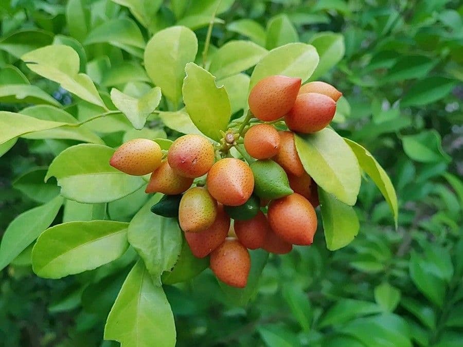 Murraya 4