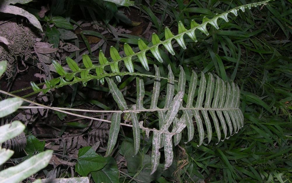 Serpocaulon 4