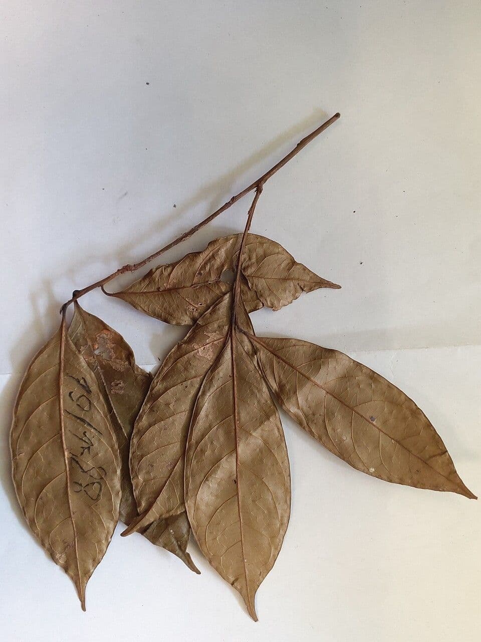 Chrysophyllum 4