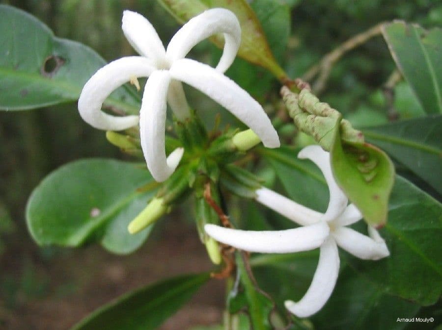Psychotria 2
