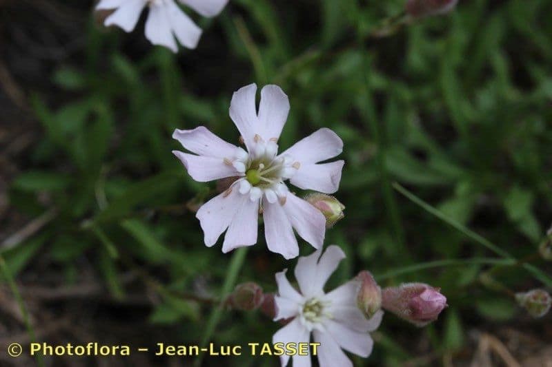 Silene 3