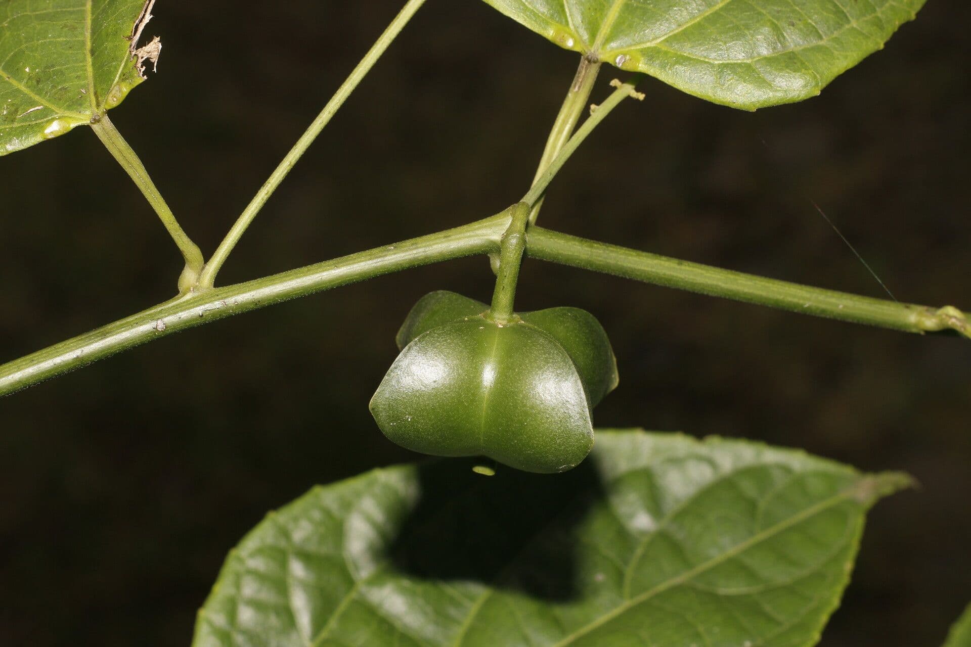 Plukenetia