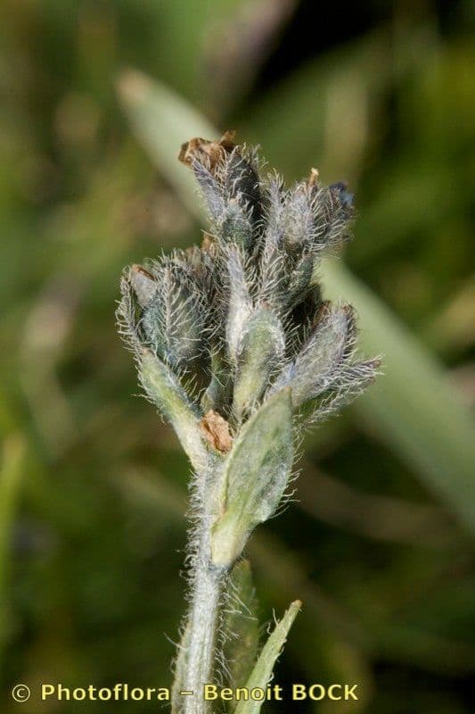 Veronica alpina