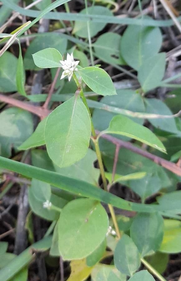 Alternanthera 2