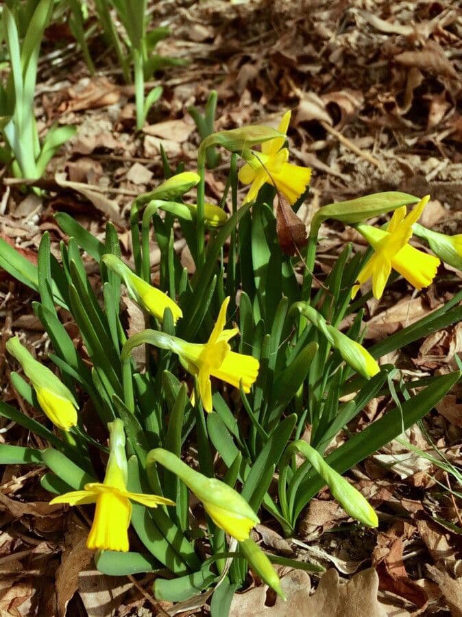 Narciso trombetta 30
