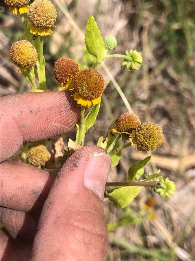 Helenium 2