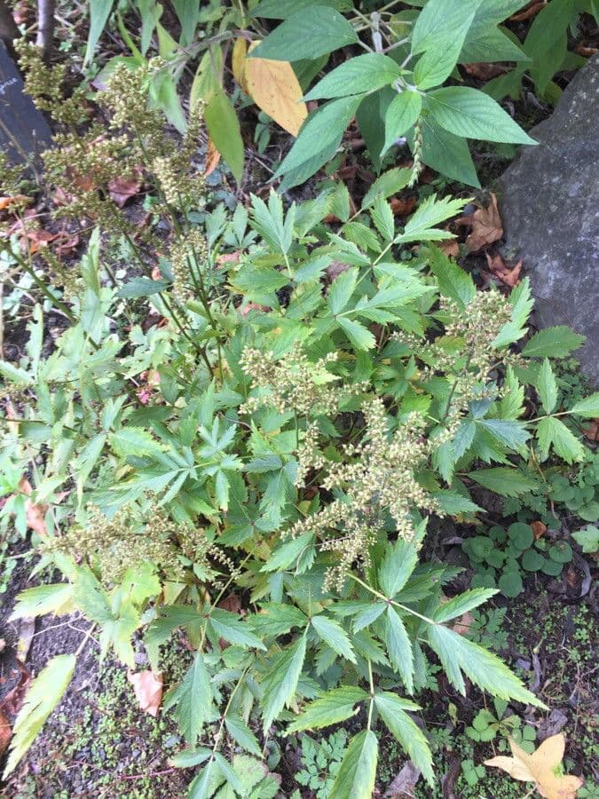 Astilbe giapponese 5
