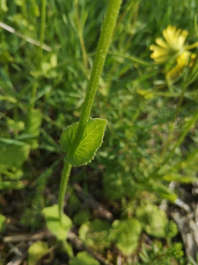 Plantain-leaf leopard's-bane 15