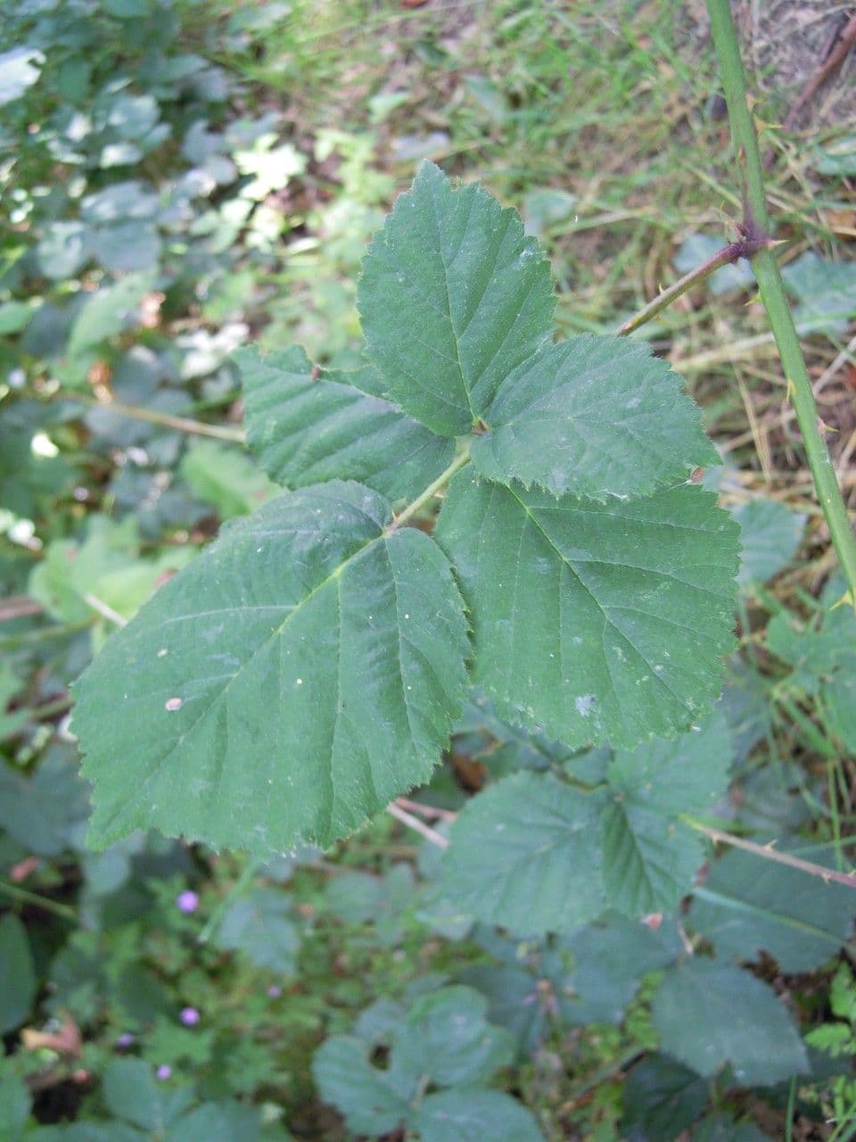 Rovo imbricato 16