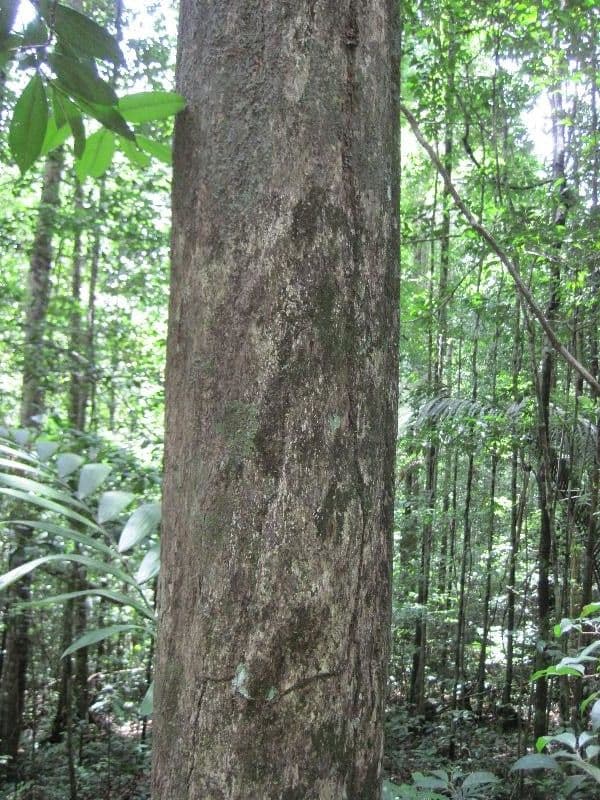 Mouriri angolocostata 2