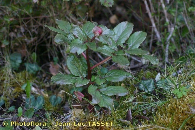 Peonia Corsa 9