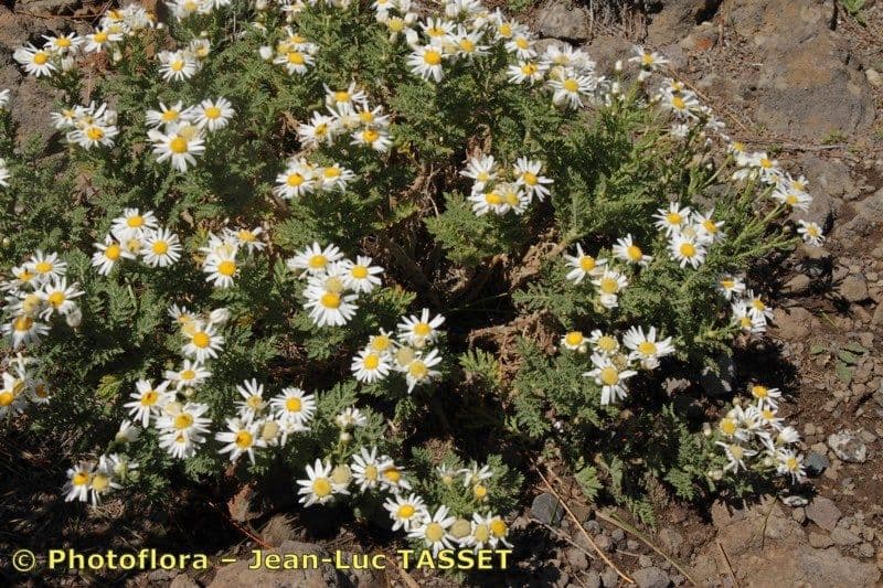 Argyranthemum 10