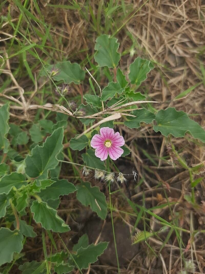 Monsonia 4