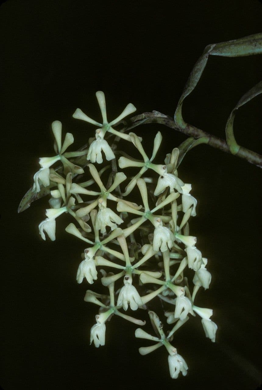 Epidendrum coronado 2
