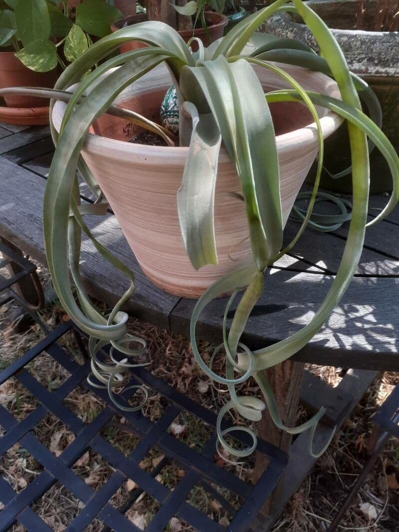 Tillandsia 11