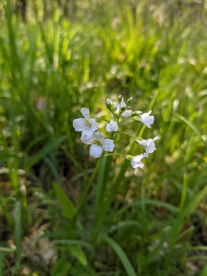 Bisetella bulbosa 3