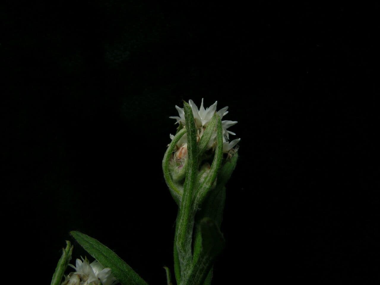 Anaphalis 8