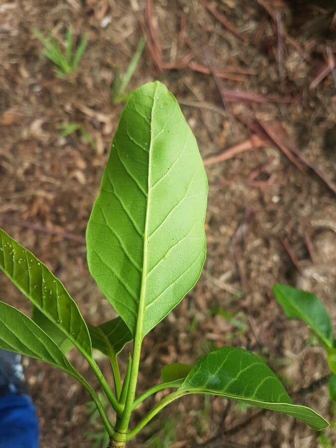 Calycophyllum spruceanum 6