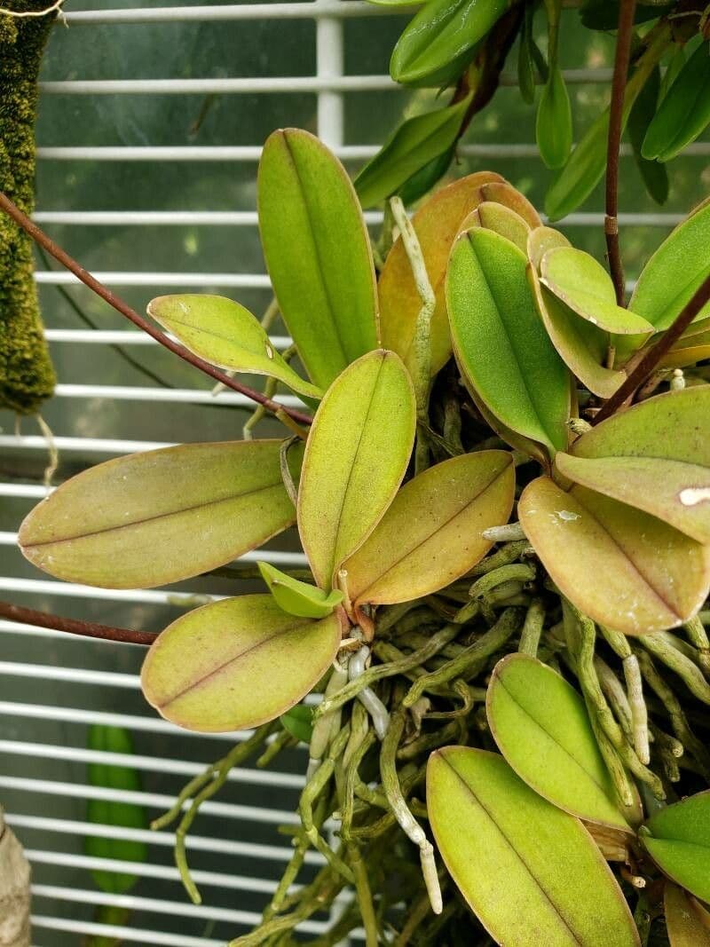 Phalaenopsis 7
