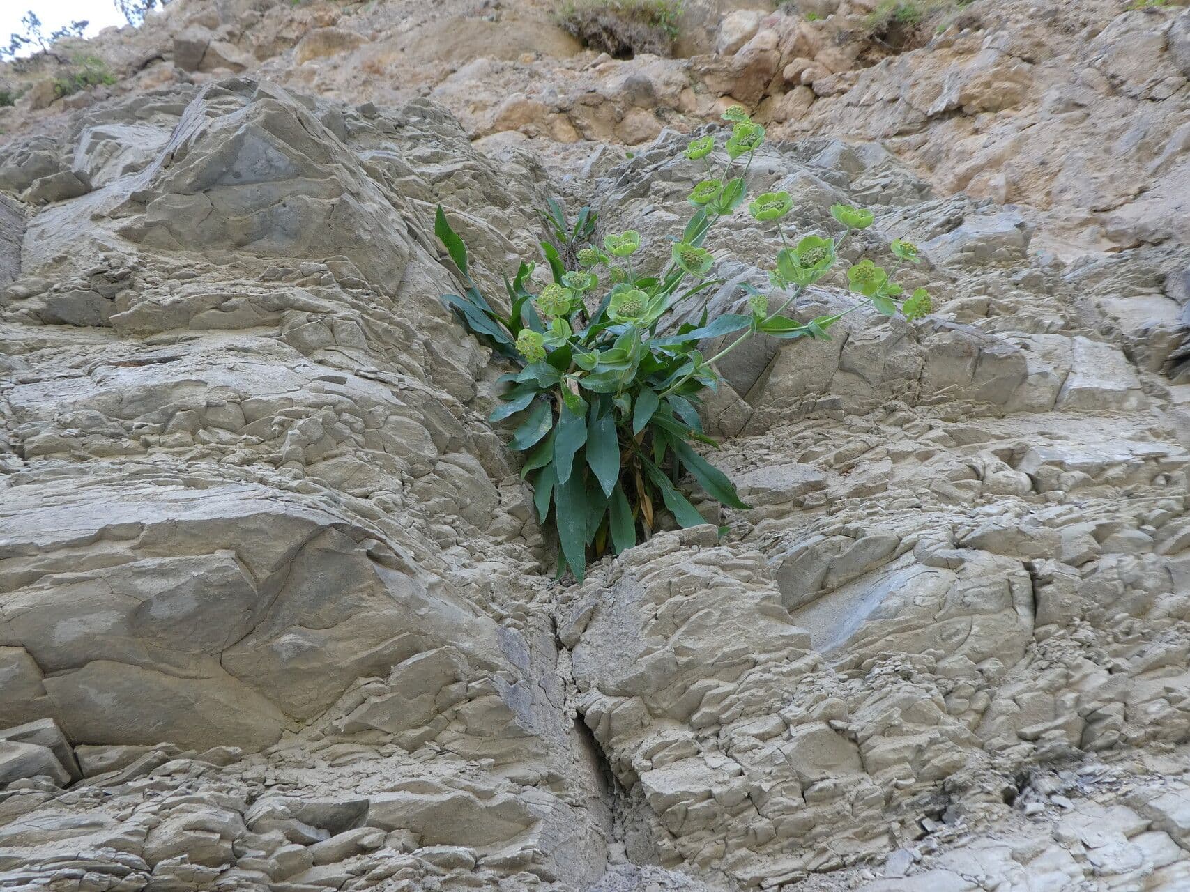 Bupleurum angulosum 19