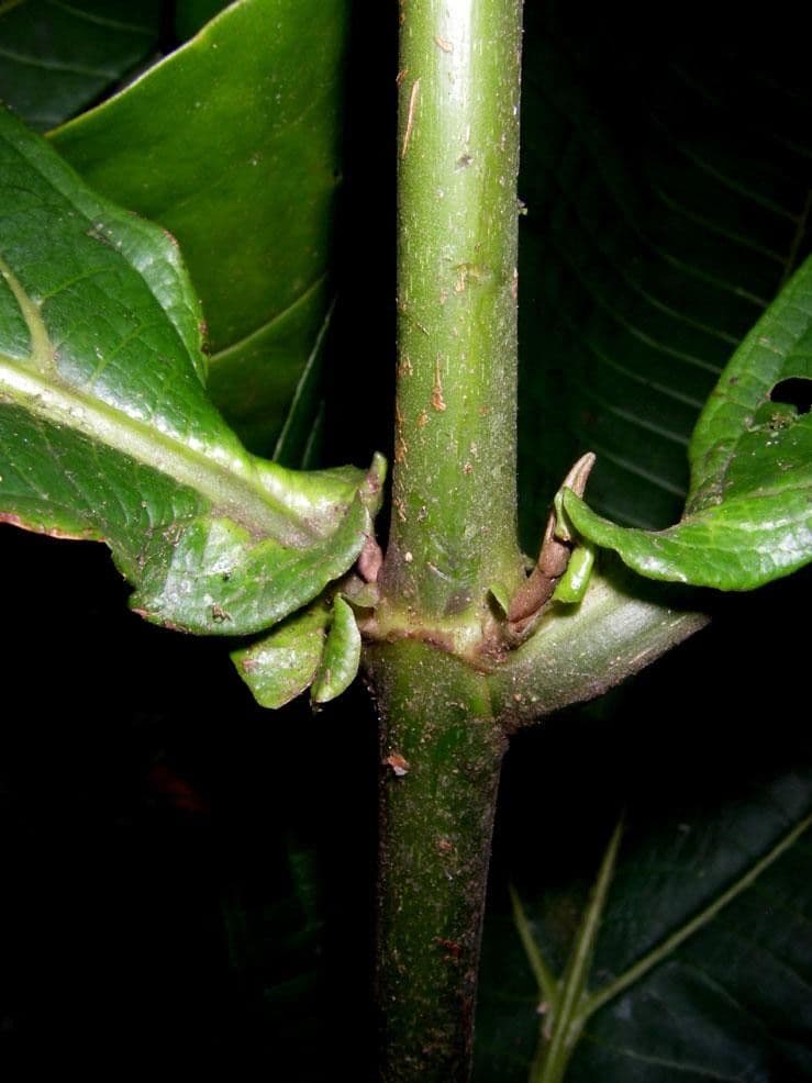 Miconia 12