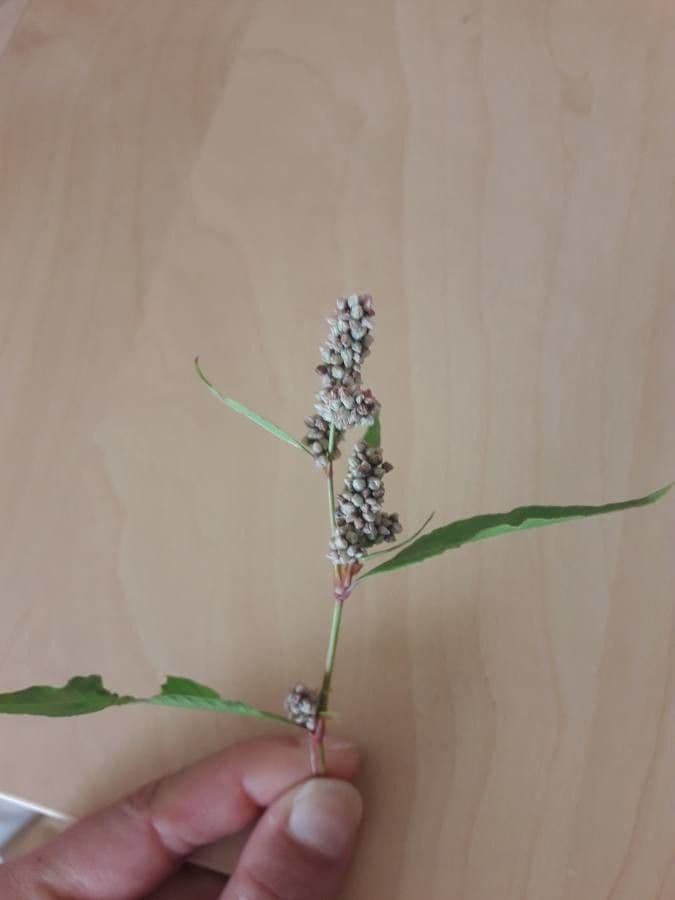 Persicaria de hoja de acedera 5