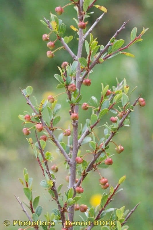Flueggea tinctoria 24